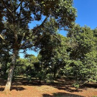 Bán Vườn Sầu Riêng, 3 mặt tiền đường, gần BVĐK Long Khánh, Diện tích 3300m2, giá đầu tư - 5.5 TỶ