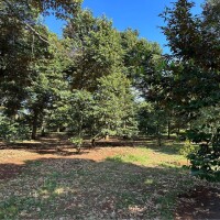 Bán Vườn Sầu Riêng, 3 mặt tiền đường, gần BVĐK Long Khánh, Diện tích 3300m2, giá đầu tư - 5.5 TỶ