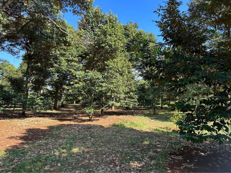 Bán Vườn Sầu Riêng, 3 mặt tiền đường, gần BVĐK Long Khánh, Diện tích 3300m2, giá đầu tư - 5.5 TỶ