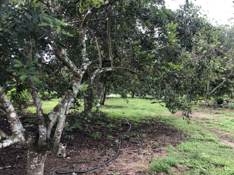 Bán vườn Chôm Chôm, dt 1800m2, Giá 3ty200tr, Xã Xuân Thiện-H Thống Nhất-Đồng Nai