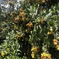 Bán vườn Chôm Chôm, dt 1800m2, Giá 3ty200tr, Xã Xuân Thiện-H Thống Nhất-Đồng Nai