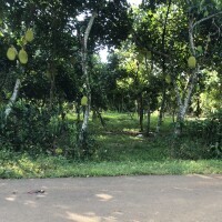 Bán Gấp, dt 2000m2, Giá Đầu Tư, Đường Nhựa, P Bảo Vinh-Tp Long Khánh-Đồng Nai