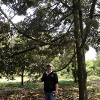 Bán Vườn Sầu Riêng, 3 mặt tiền đường, gần BVĐK Long Khánh, Diện tích 3300m2, giá đầu tư - 5.5 TỶ