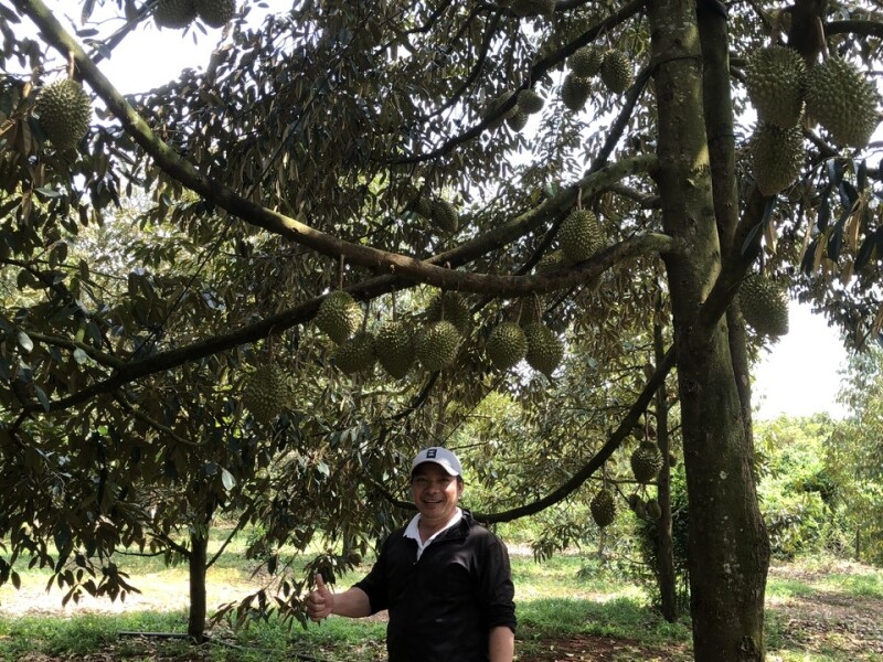 Bán Vườn Sầu Riêng, 3 mặt tiền đường, gần BVĐK Long Khánh, Diện tích 3300m2, giá đầu tư - 5.5 TỶ